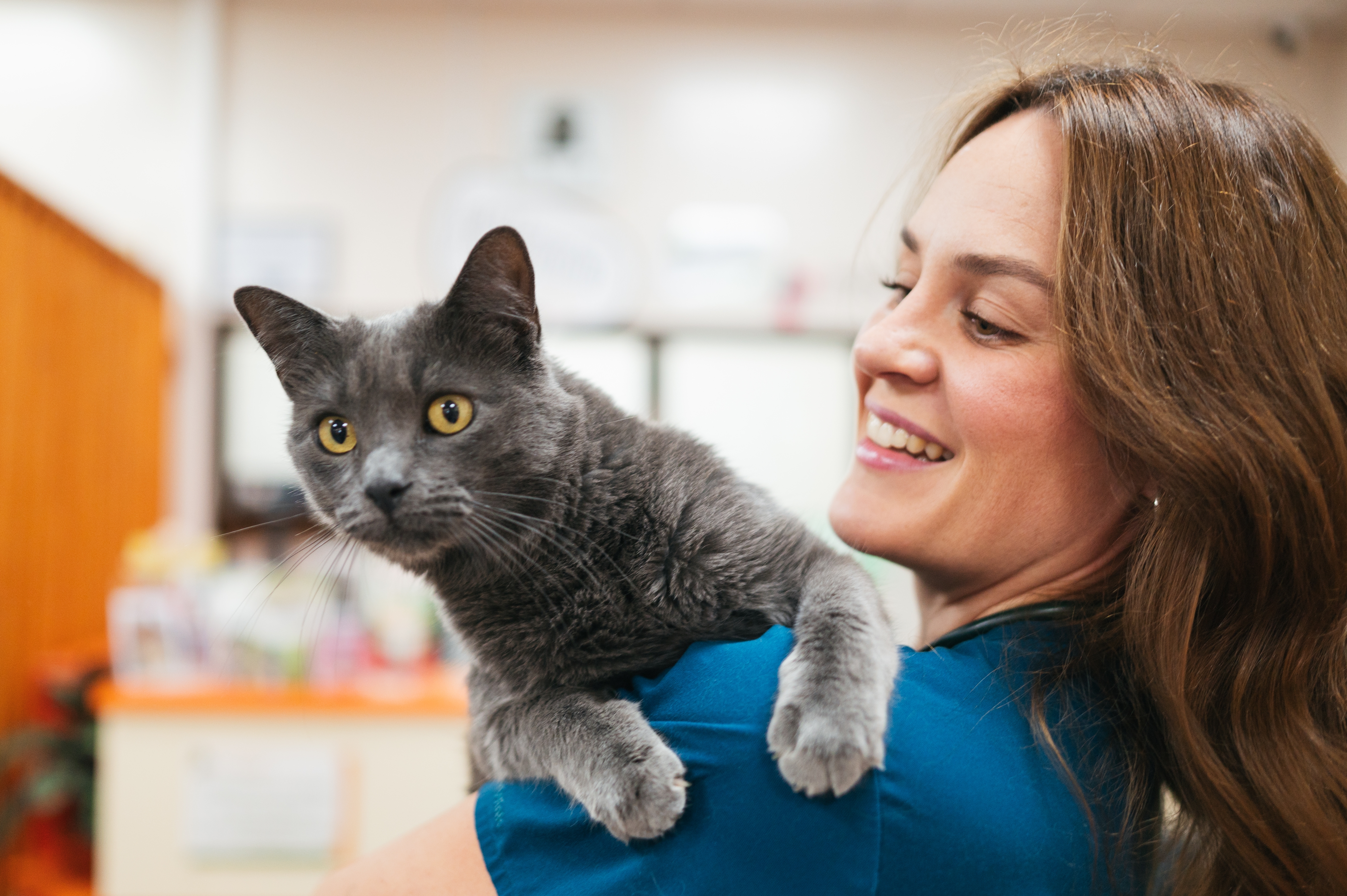Veterinary team using diagnostics to assess a pet