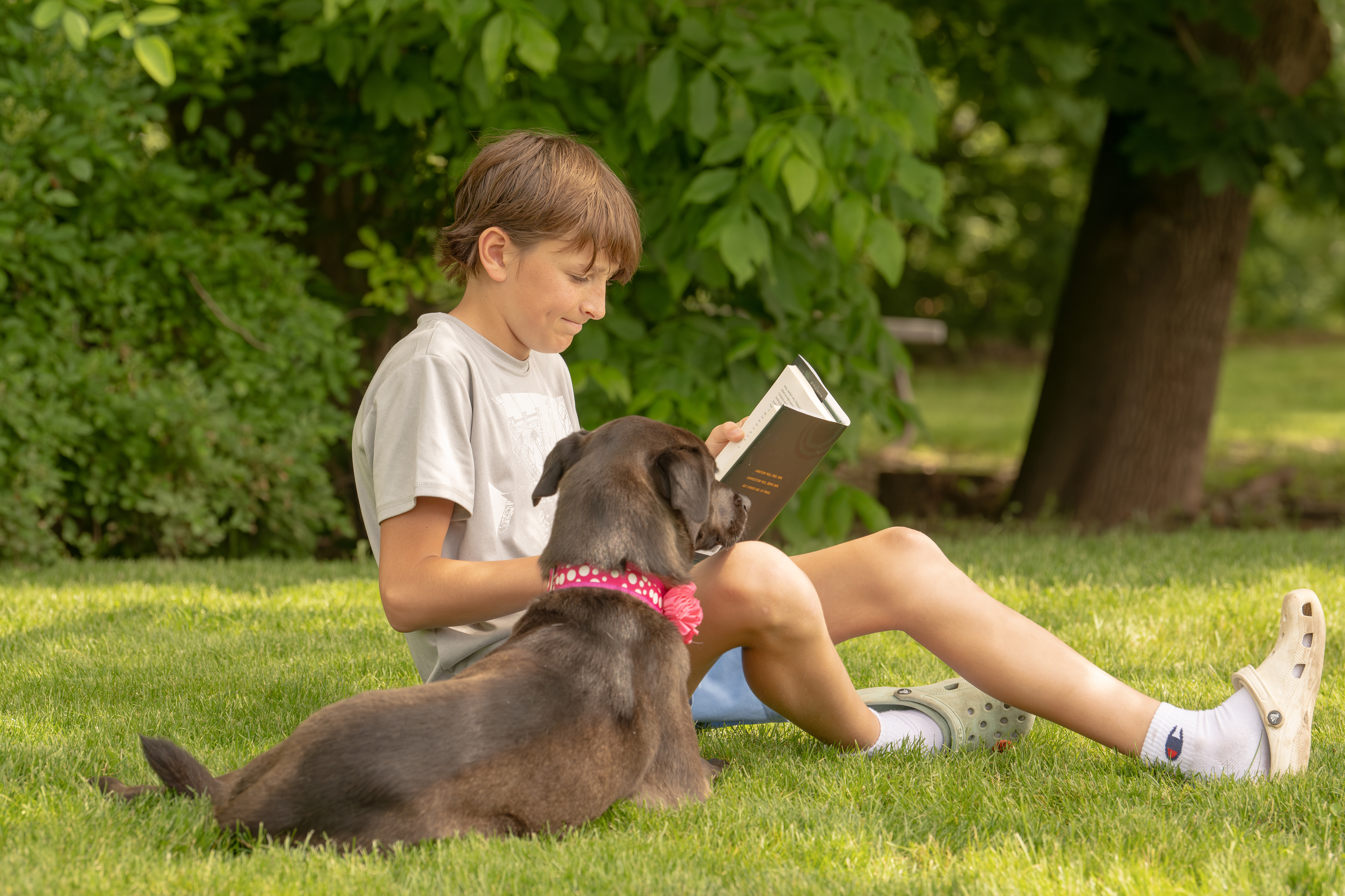 Veterinarian providing preventive wellness care for a dog