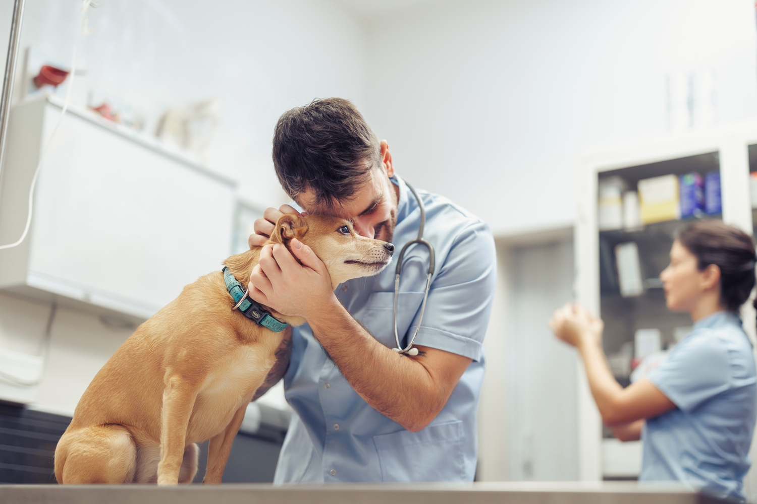 Veterinary team spending unhurried time with a pet and owner in a calm clinic