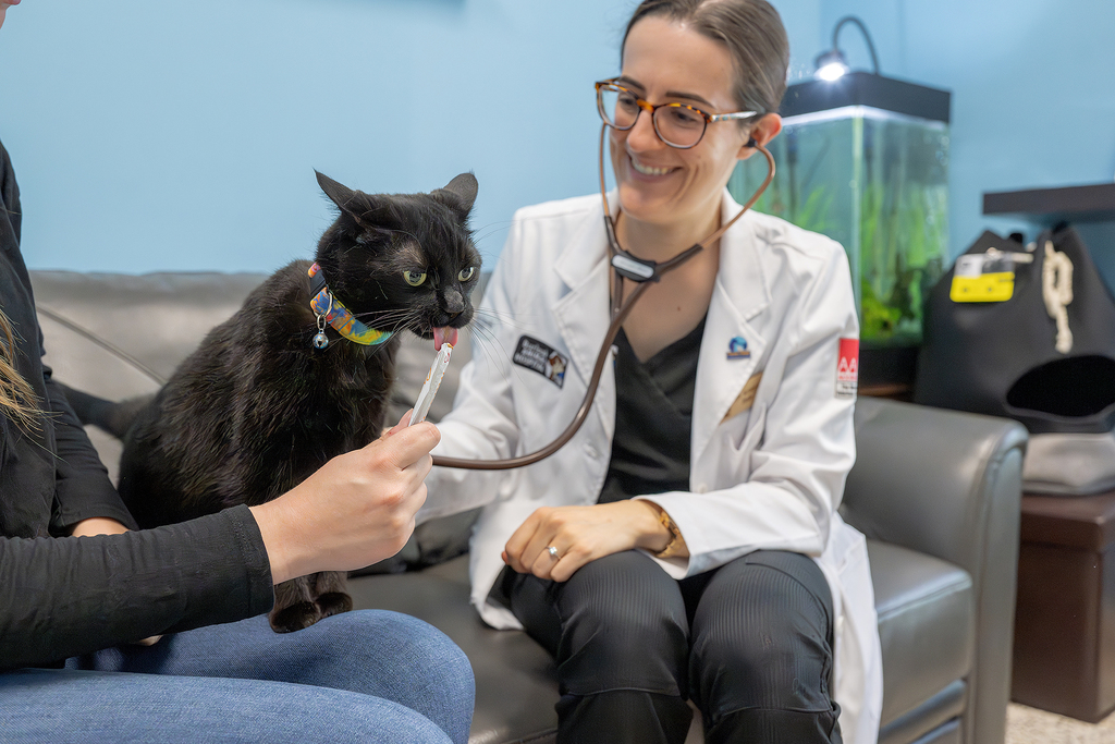 Calm cat during a gentle exam