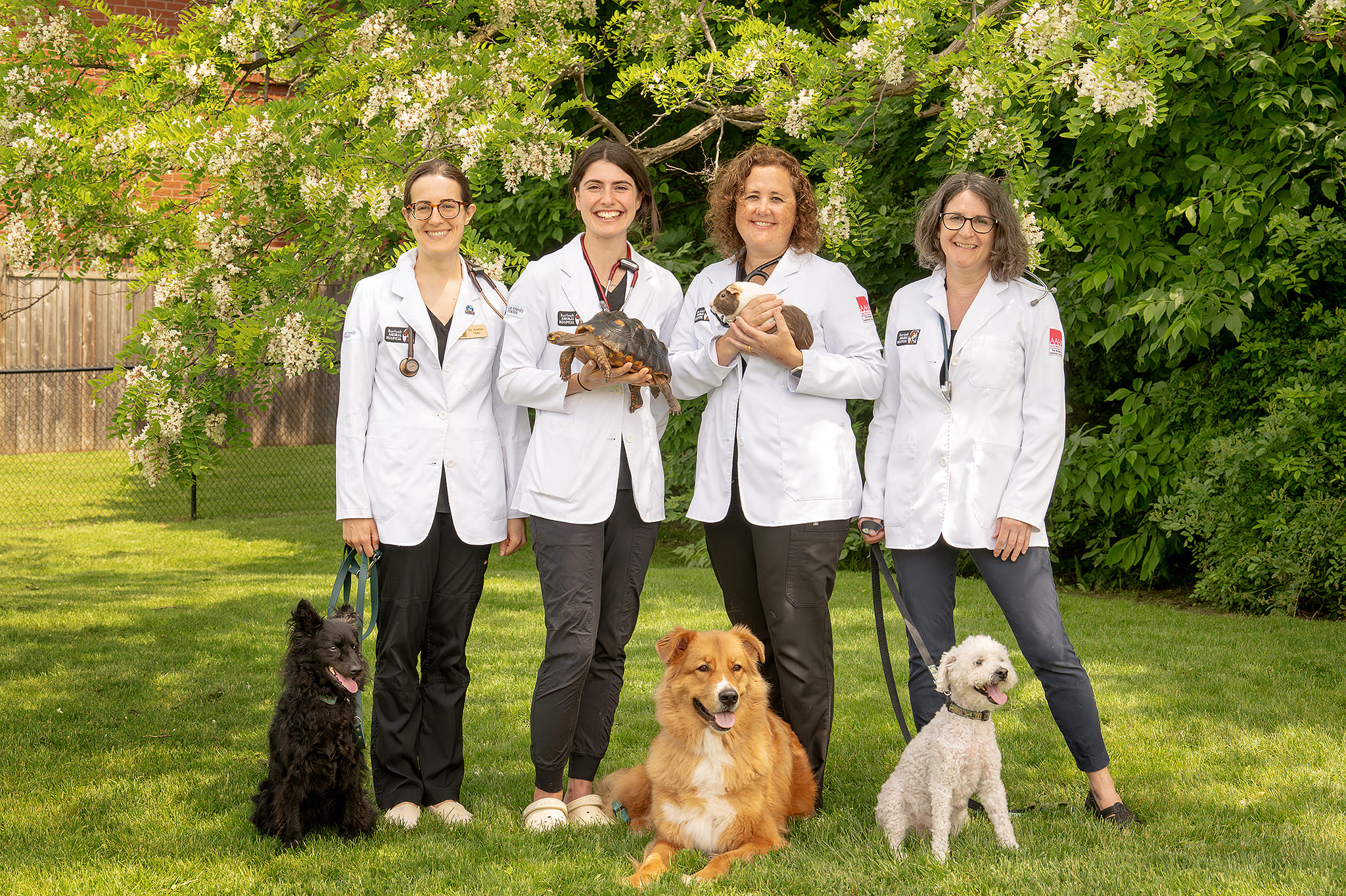 Veterinarian providing calm, gentle care for a dog in a modern clinic